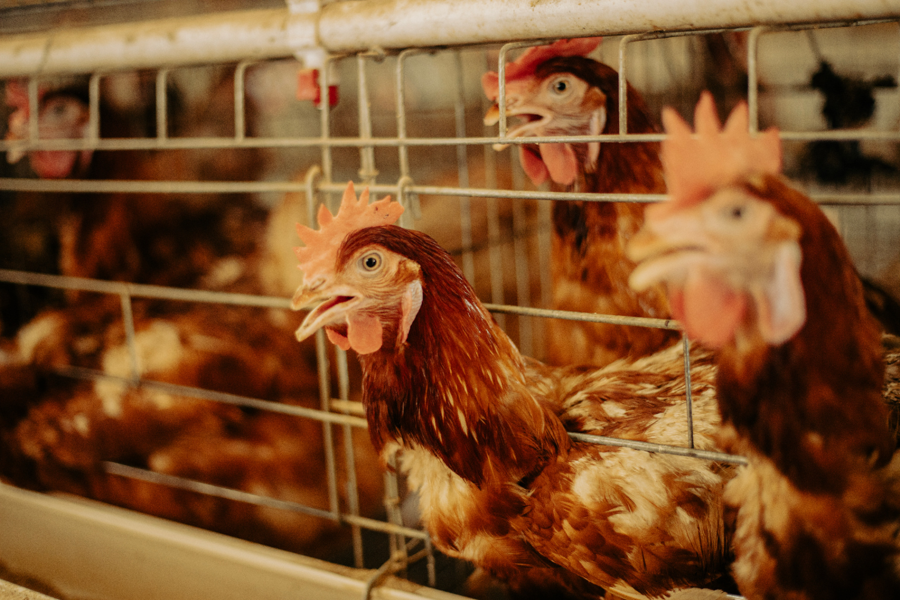 Free-Roam Chickens