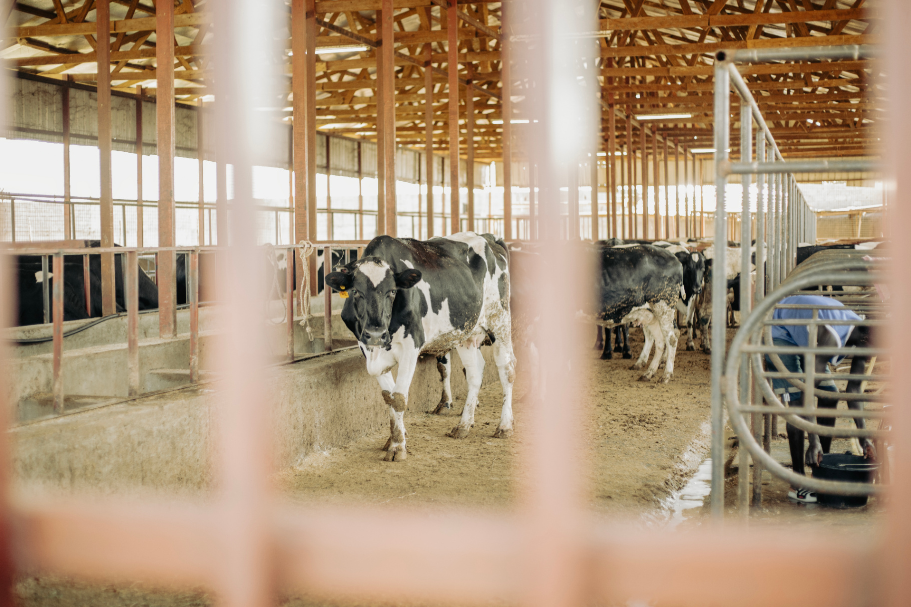 Dairy cow on the estate