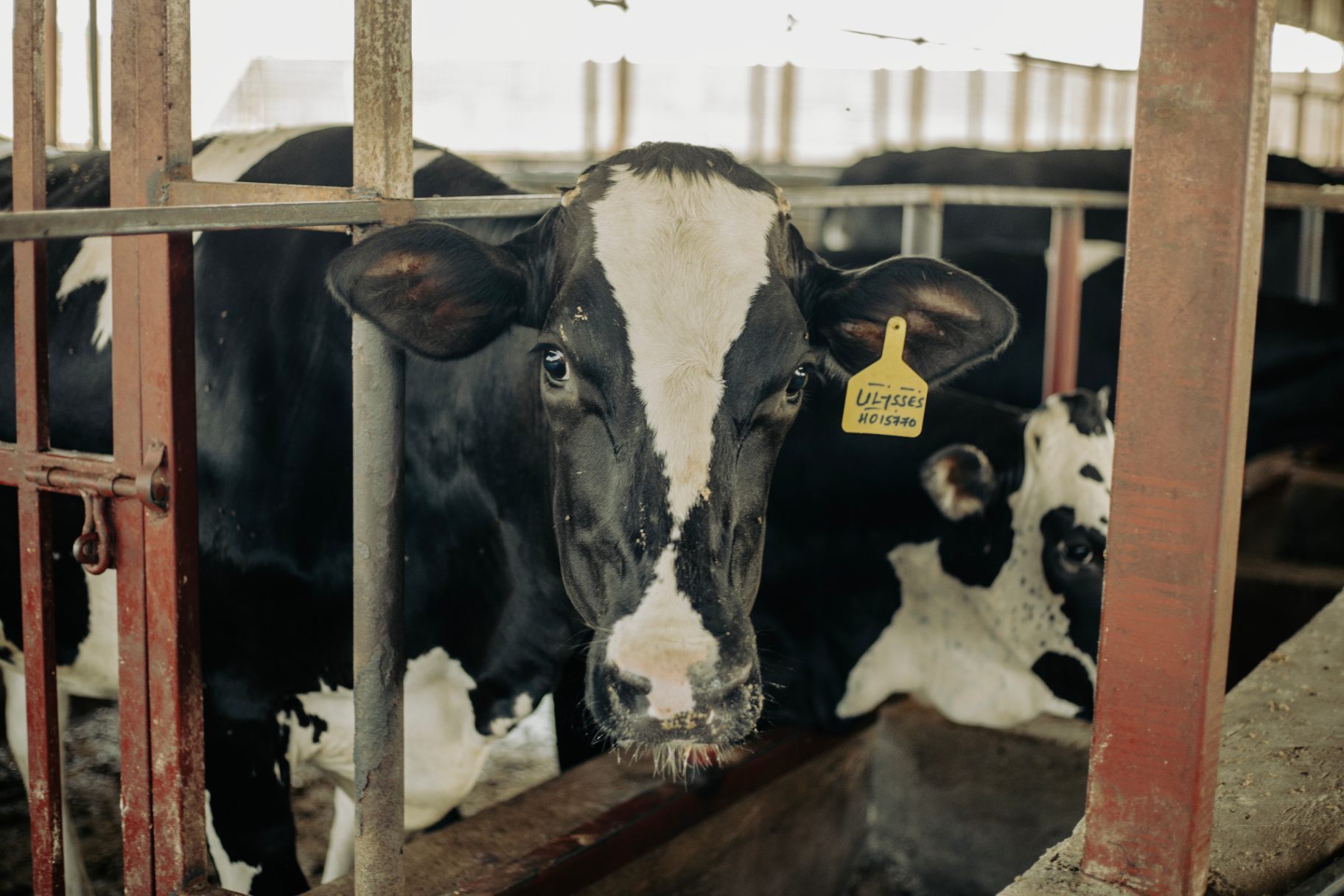 Premium Dairy Cows