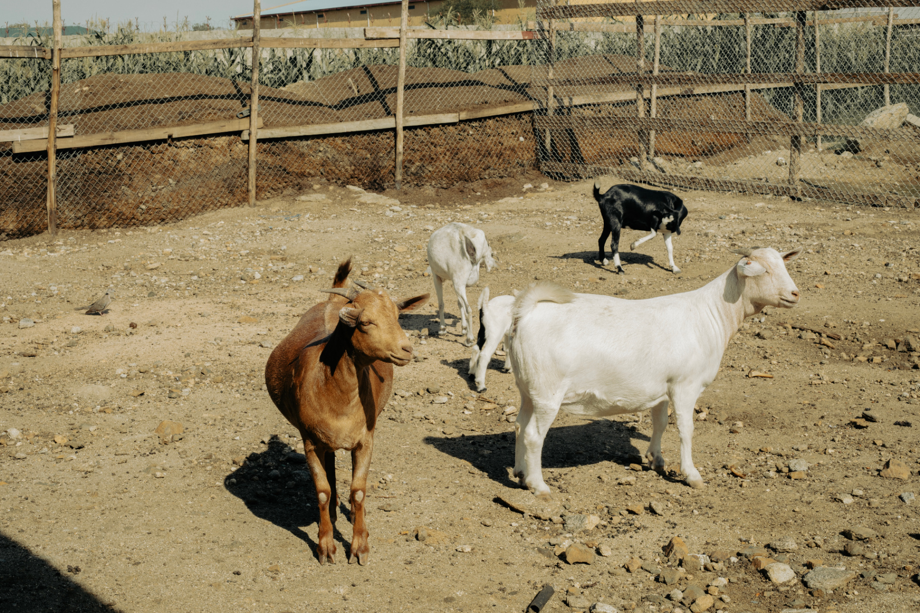 Heritage Sheep