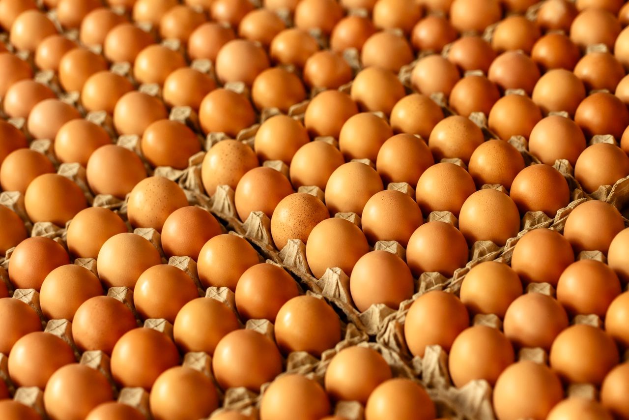 Fresh farm eggs in trays from LIL Agro